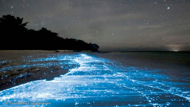 bio-luminescent-plankton